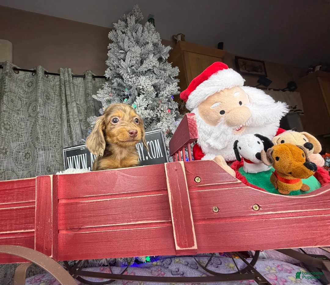 Miniature Dachshund dogs for sale: AKC Russian pra clear - Ad 45