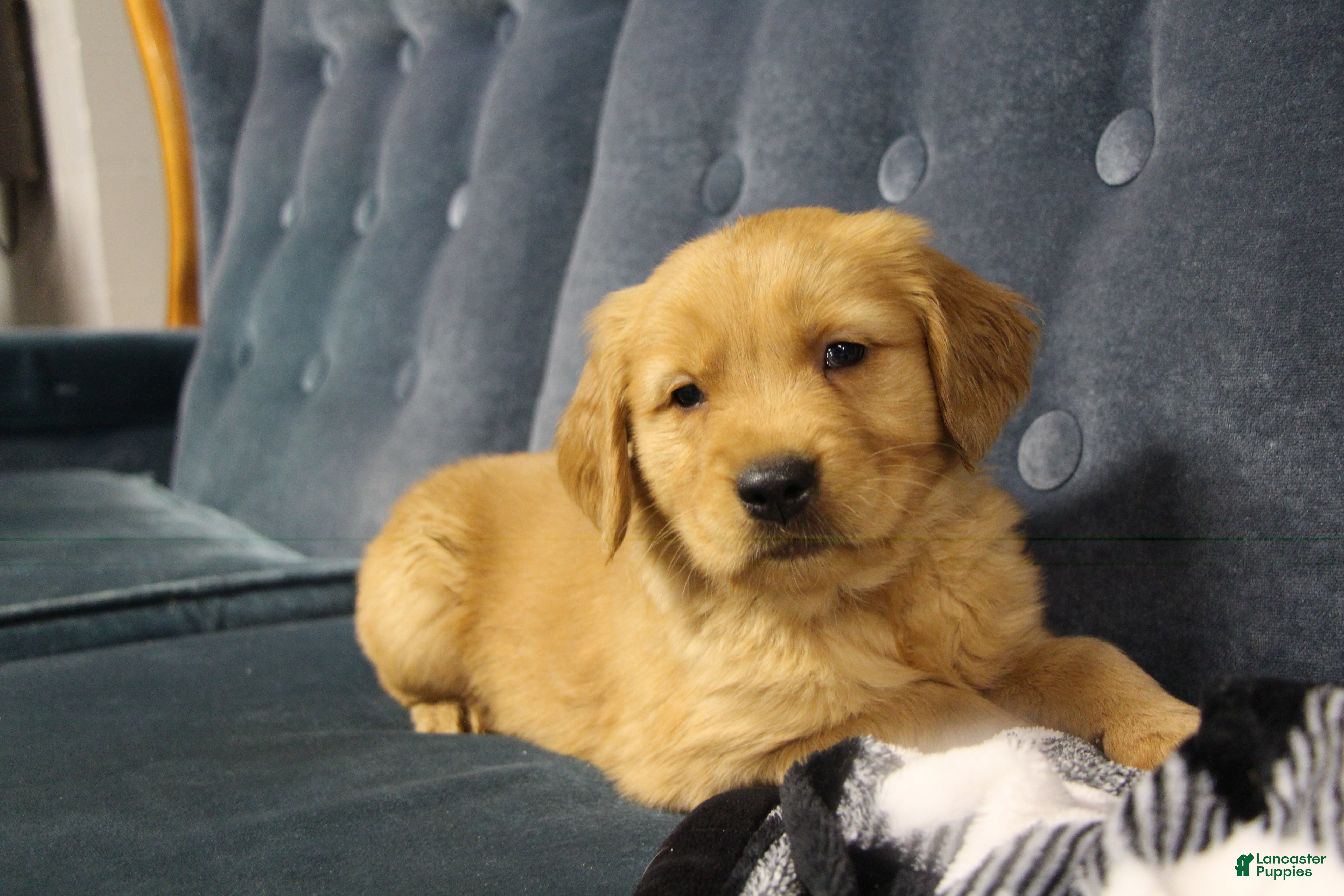 Golden Retriever dogs Rune - Ad 2