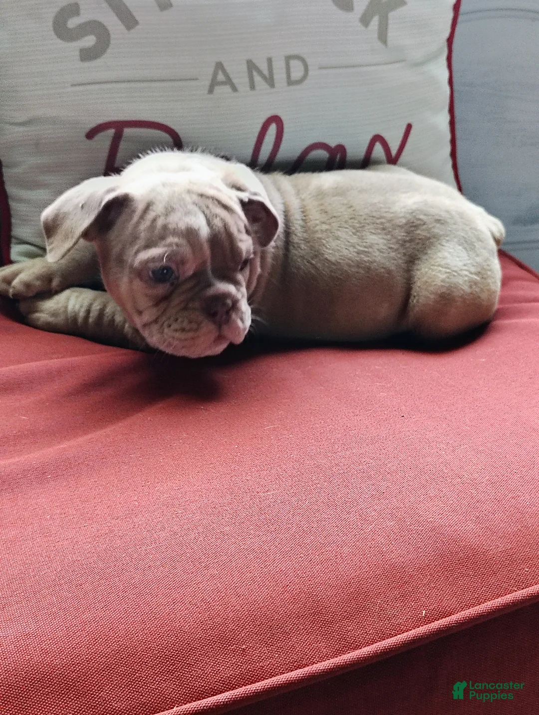 Olde English Bulldogge dogs for sale: Franklin  - Ad 2