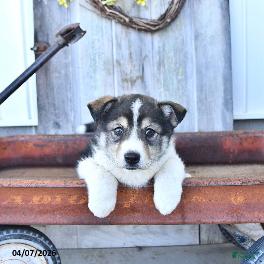 Mixed Breed dogs Raptor - Ad 2