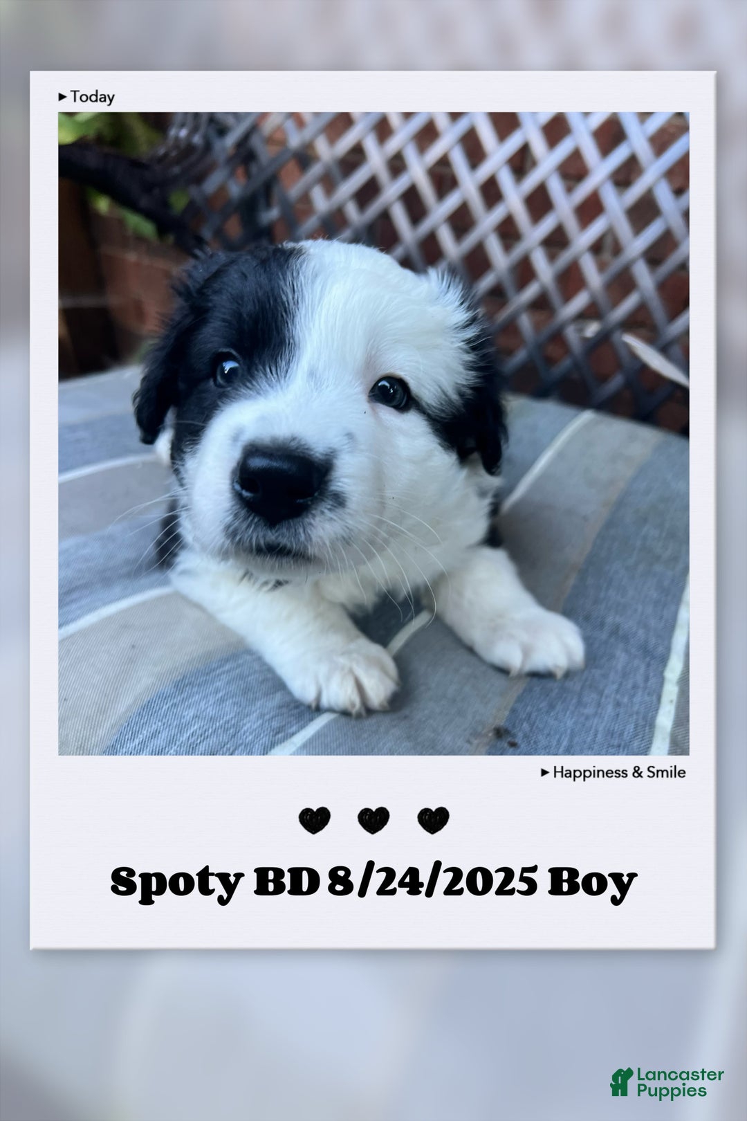 Pyrenees Border Saint Bernard Border Collie Puppies For Sale