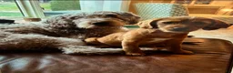 Labradoodle dogs for sale: Penny  - Ad 7