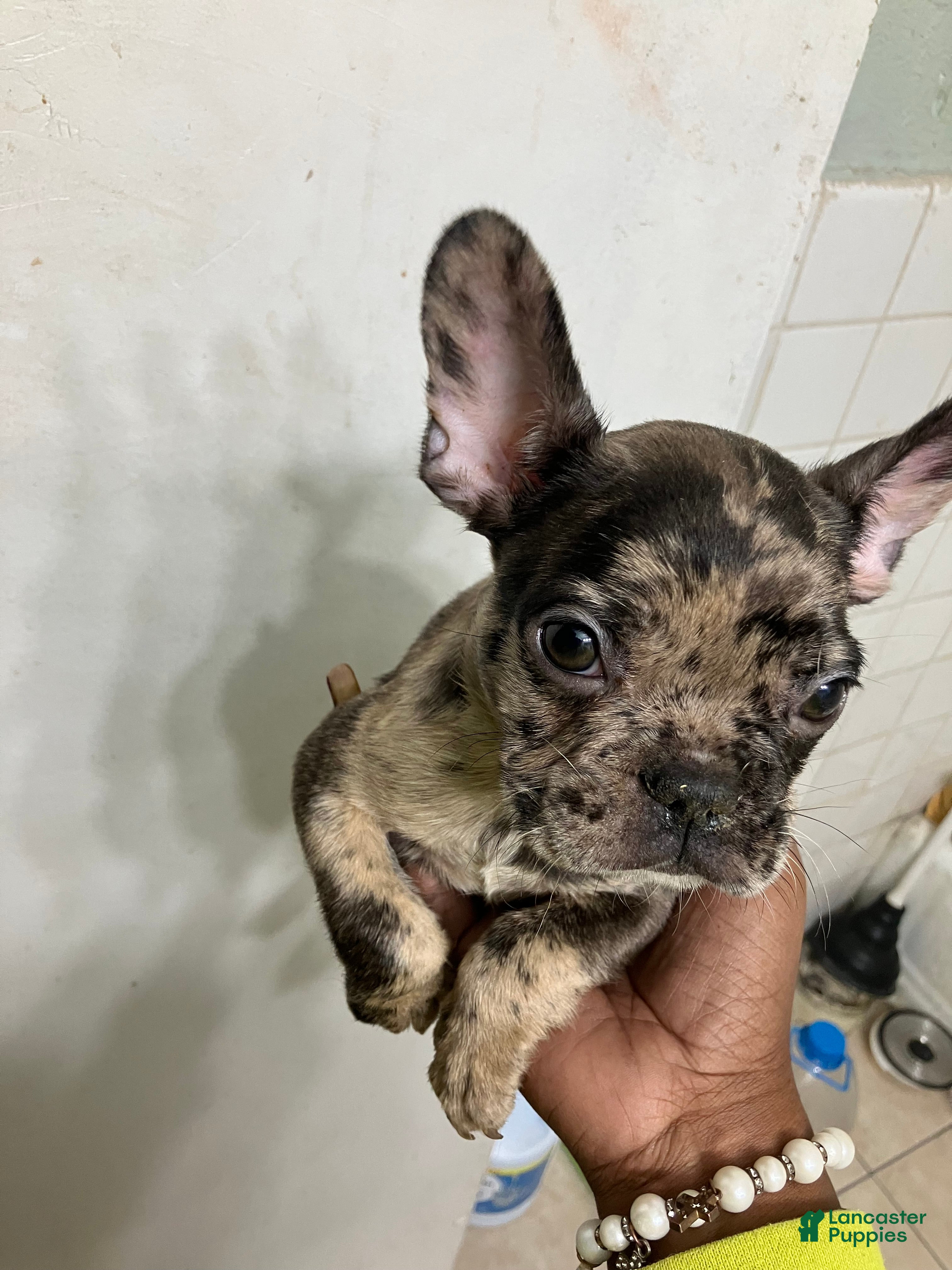 French Bulldog dogs for sale: French Bulldog 3 - Ad 1