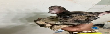 French Bulldog 3