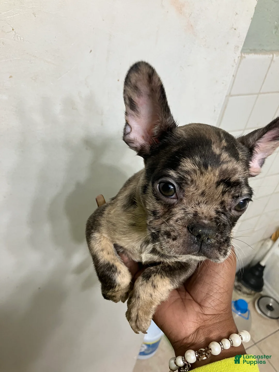 French Bulldog dogs for sale: French Bulldog 3 - Ad 1