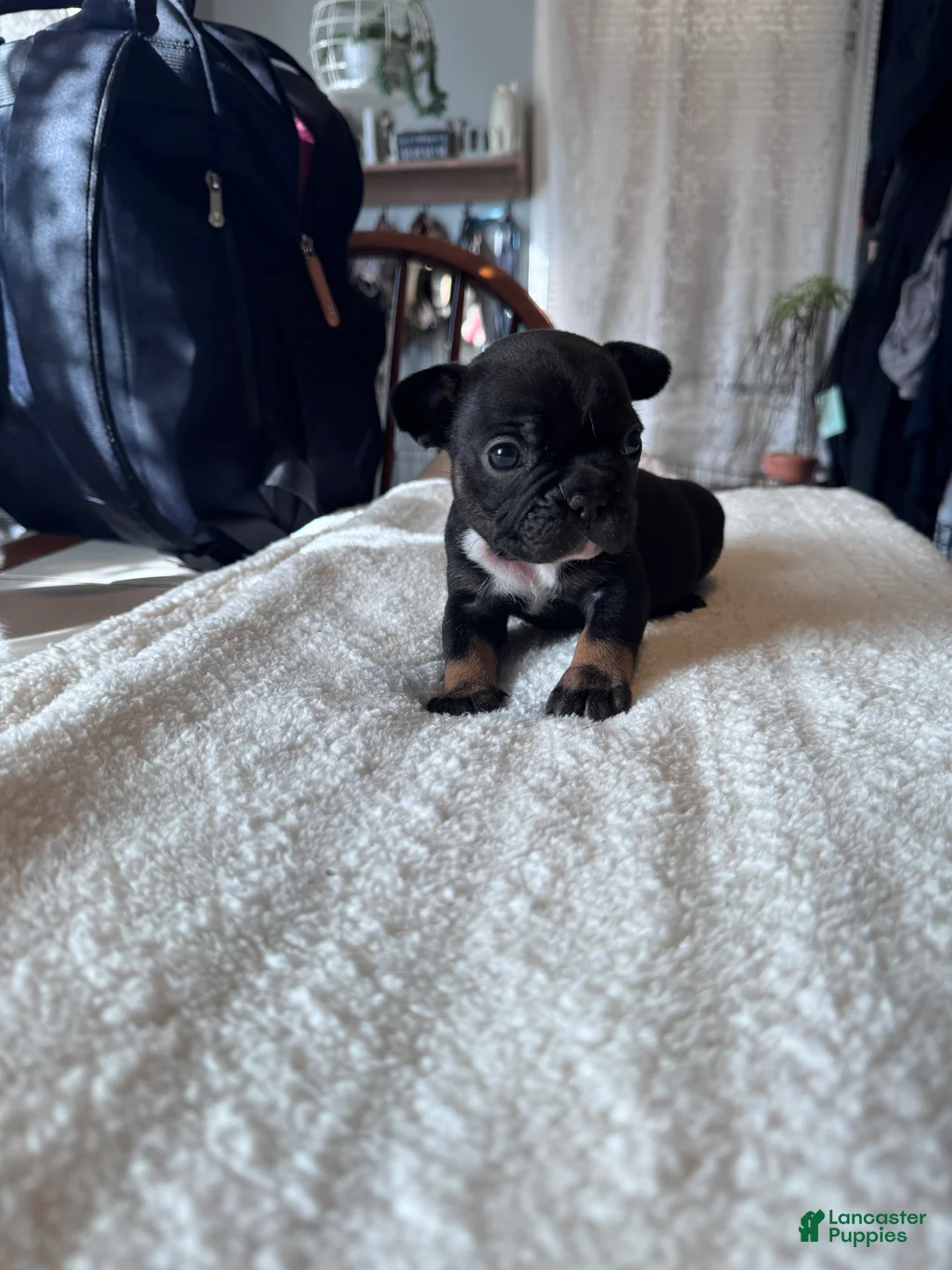 French Bulldog dogs for sale: French Bulldog Puppy 3 - Ad 1