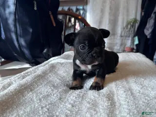 French Bulldog dogs for sale: French Bulldog Puppy 3 - Ad 1