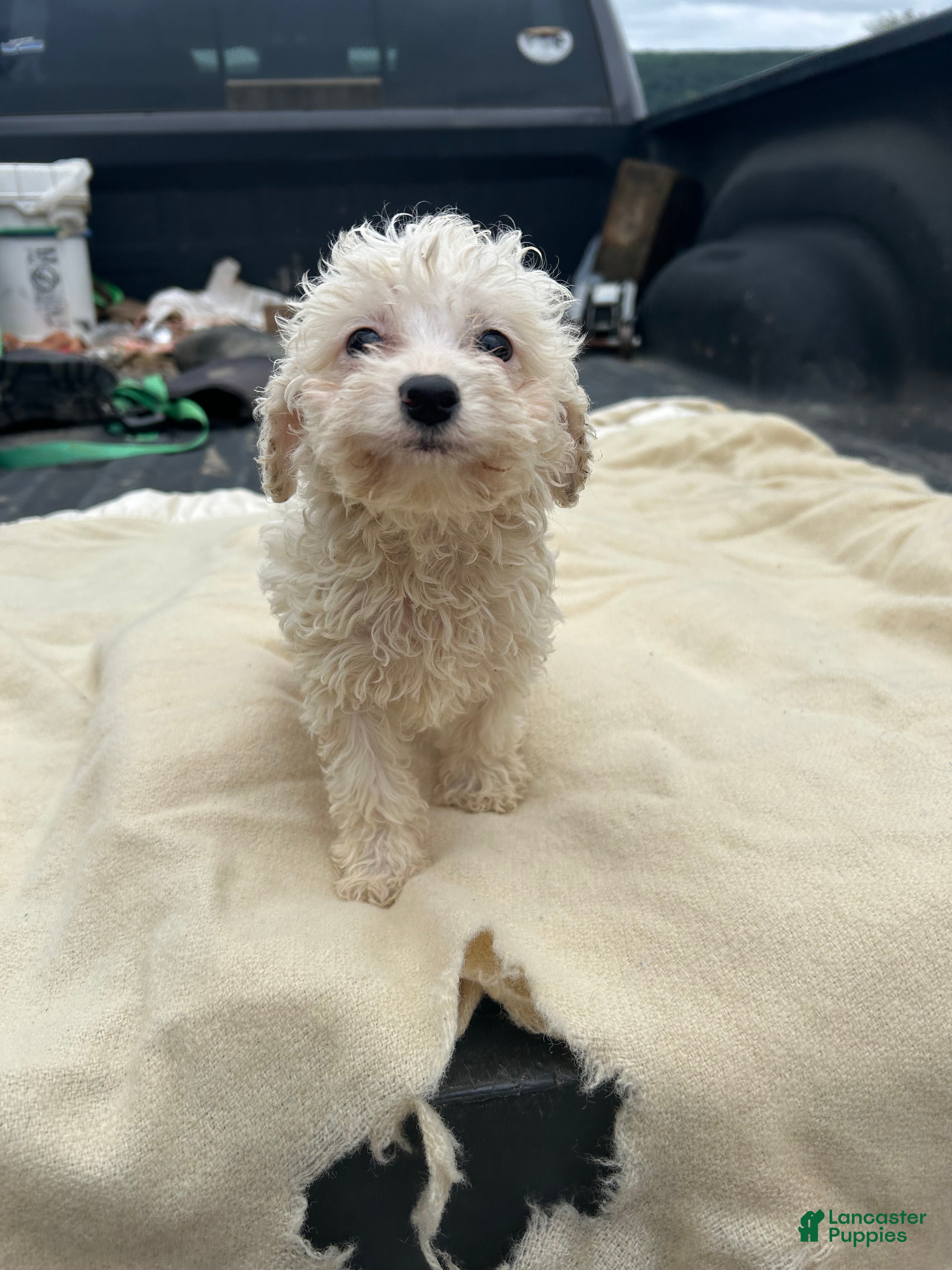 Miniature Poodle dogs Jordan  - Ad 3