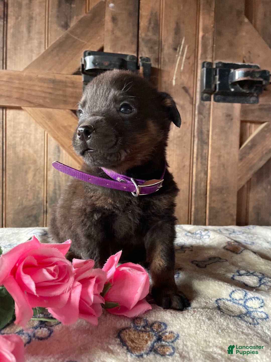 Rottweiler dogs for sale: Brutus - Ad 2