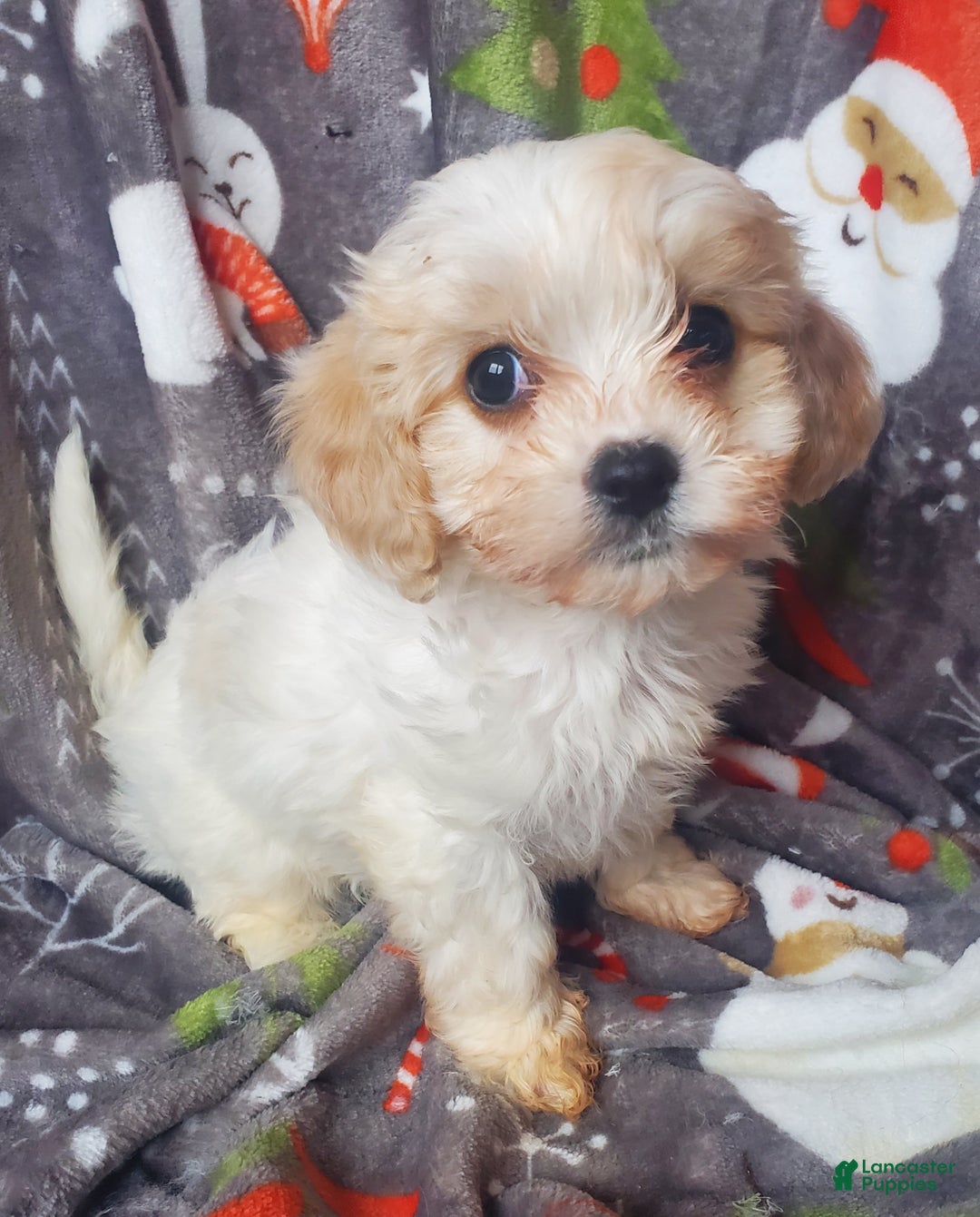 Cavachon dogs for sale: Cole - Ad 4