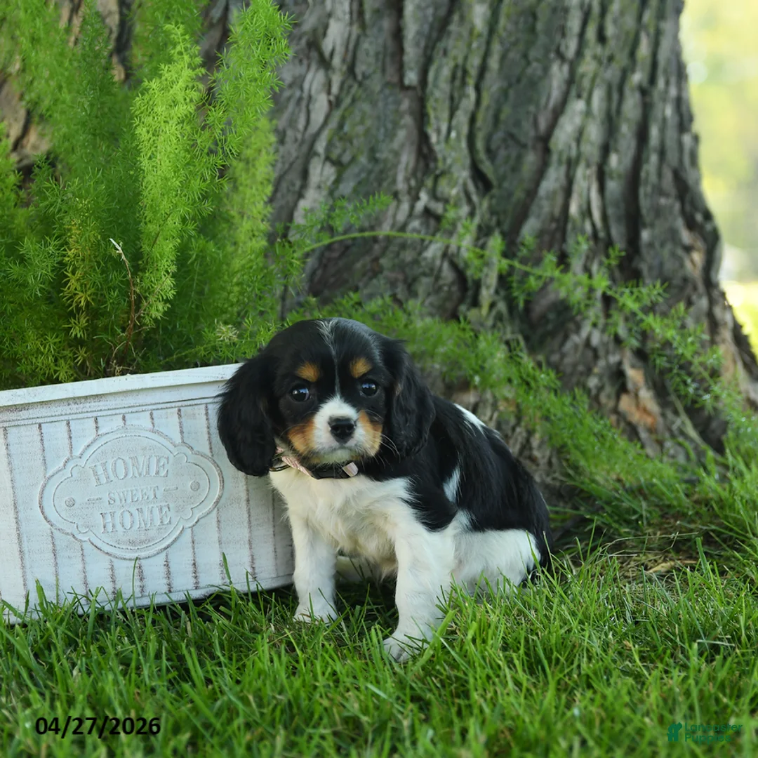 Cavalier King Charles Spaniel dogs for sale: Daisy - Ad 2