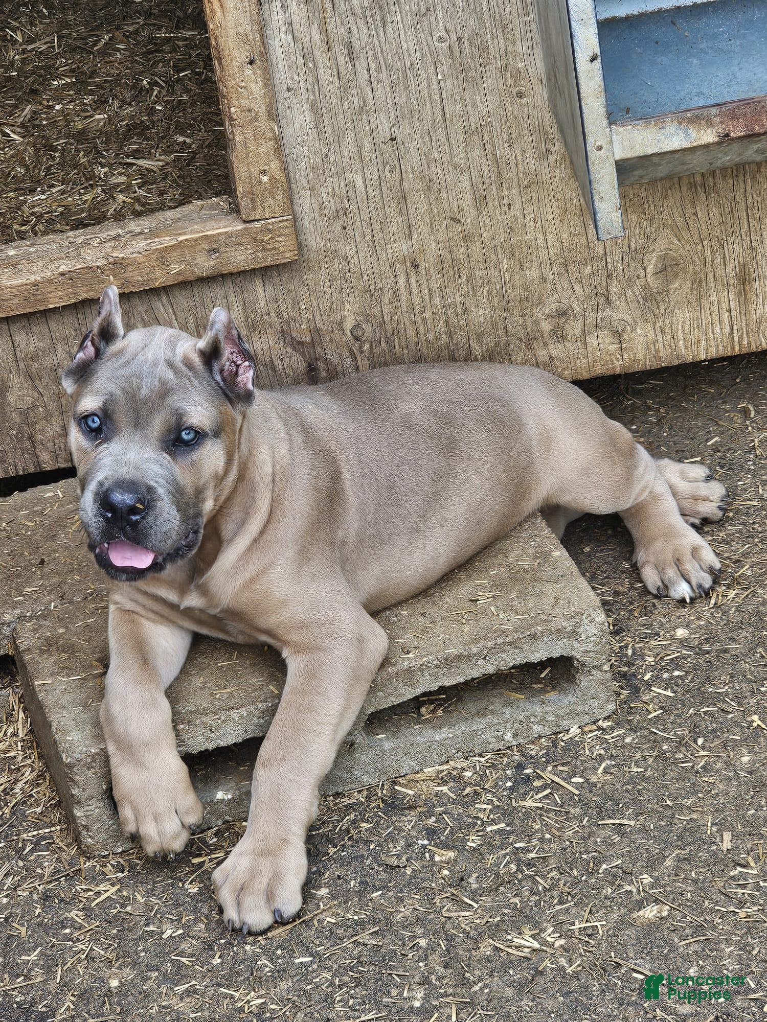 Cane Corso dogs ROCKY - Ad 2