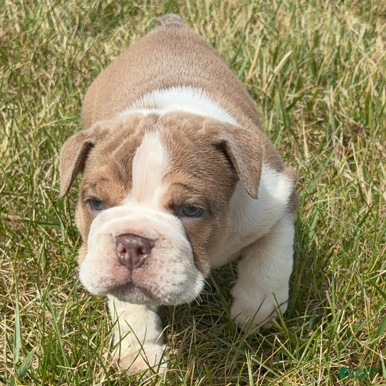 English Bulldog dogs Sampson  - Ad 1
