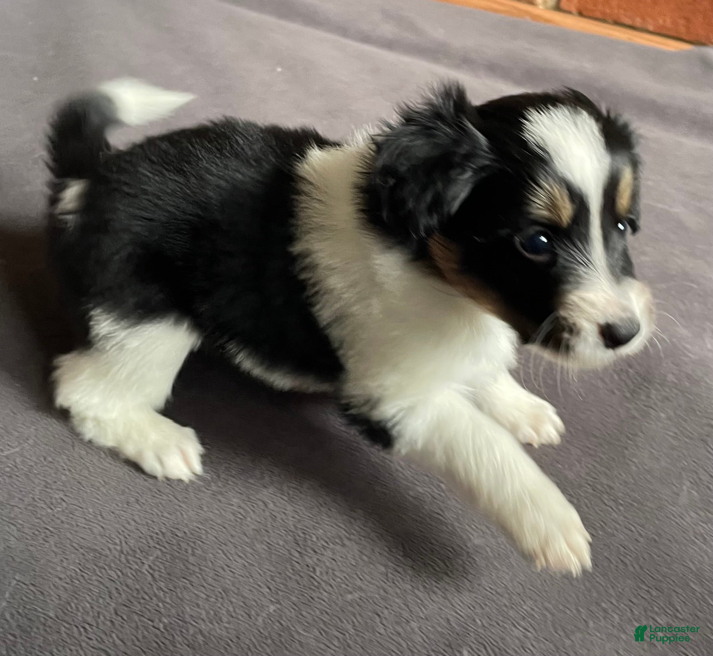 Mixed Breed dogs Renee - Ad 40