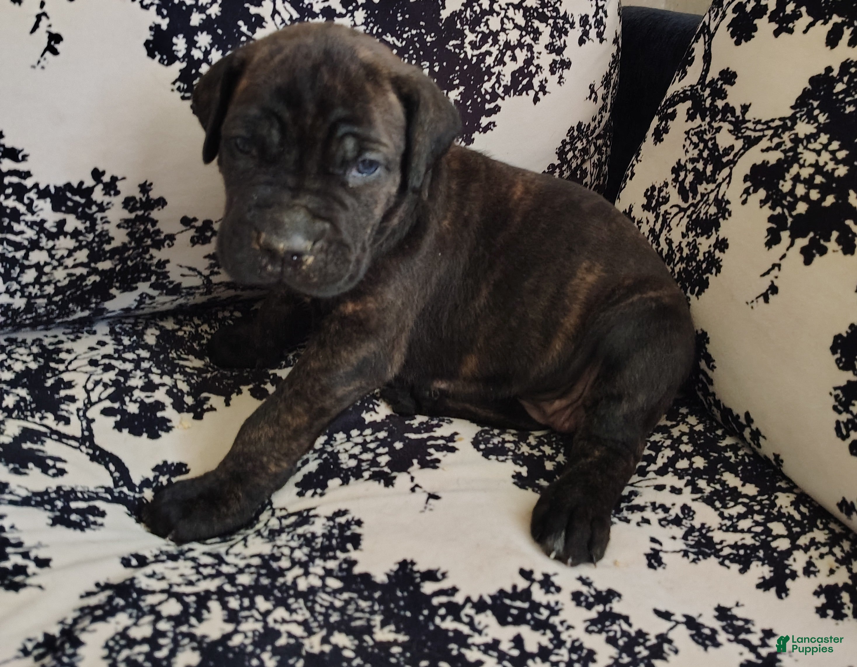 Cane Corso dogs Cane Corso 2 - Ad 1