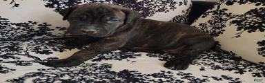 Cane Corso 2
