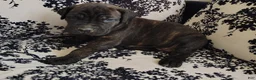Cane Corso dogs for sale: Cane Corso 2 - Ad 1