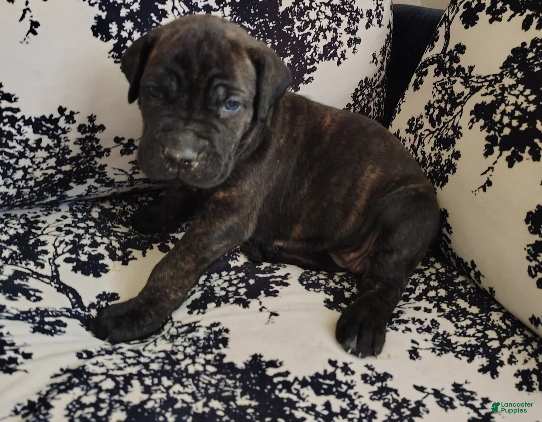 Cane Corso dogs for sale: Cane Corso 2 - Ad 1