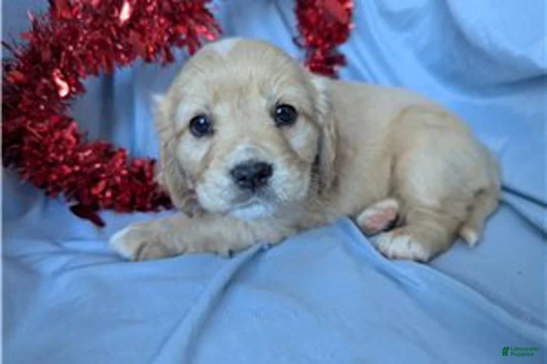 Mixed Breed dogs for sale: Ginger - Ad 6