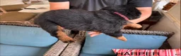 Rottweiler dogs for sale: Harper - Ad 3