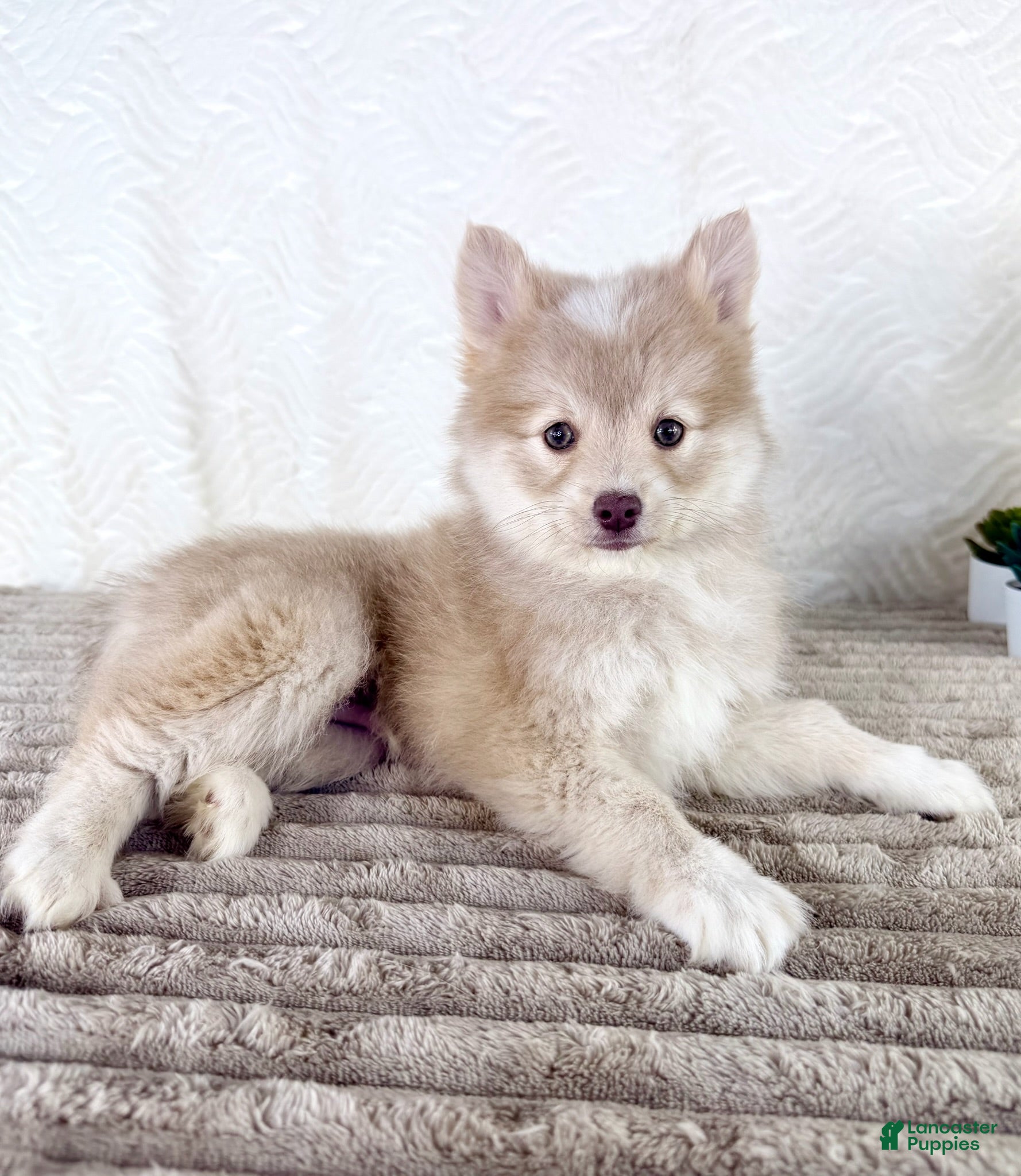 Pomsky dogs Wolfe - Ad 40