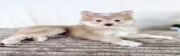 Pomsky dogs for sale: Wolfe - Ad 1