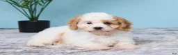 Cavapoo dogs for sale: Lexi - Ad 4