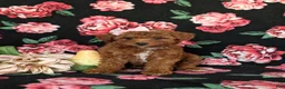 Toy Poodle dogs for sale: India - Ad 5