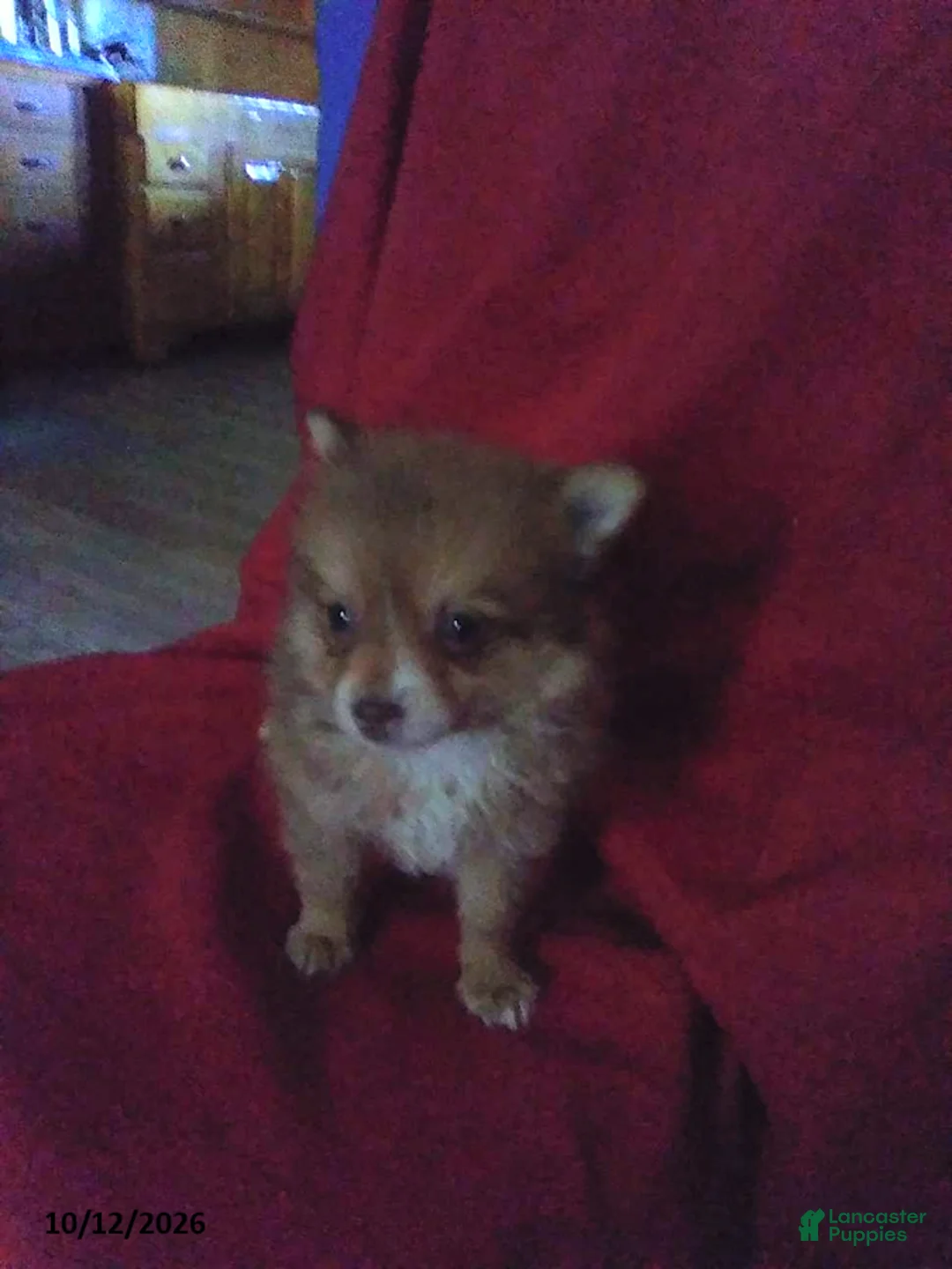 Pomeranian dogs for sale: Timmy - Ad 2