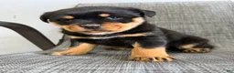 Rottweiler dogs for sale: London - Ad 5