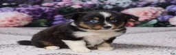 Miniature Australian Shepherd dogs for sale: Kelly - Ad 3