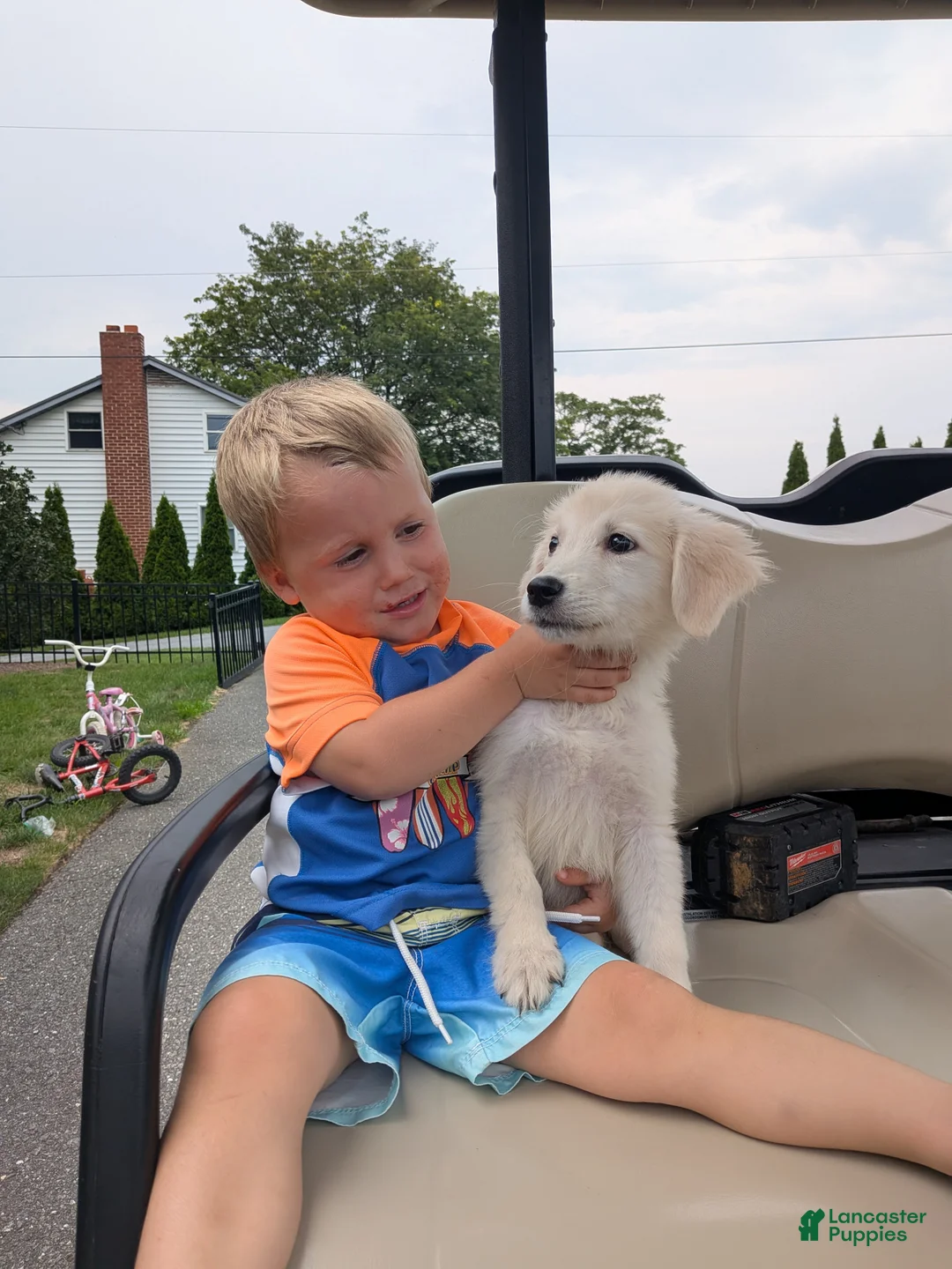 Dachshund dogs for sale: Dachshund 1 - Ad 6