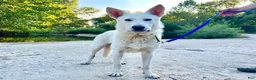German Shepherd dogs for sale: Sylvia  - Ad 12