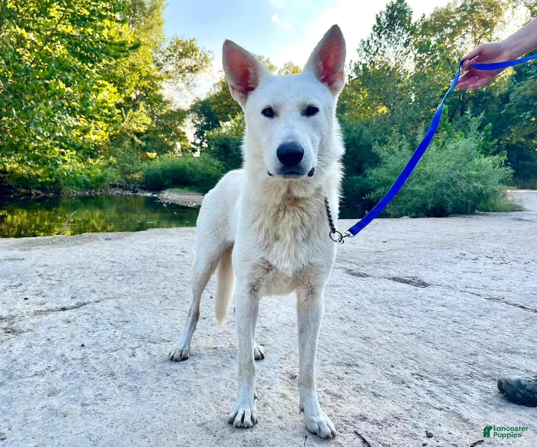 German Shepherd dogs for sale: Sylvia  - Ad 12