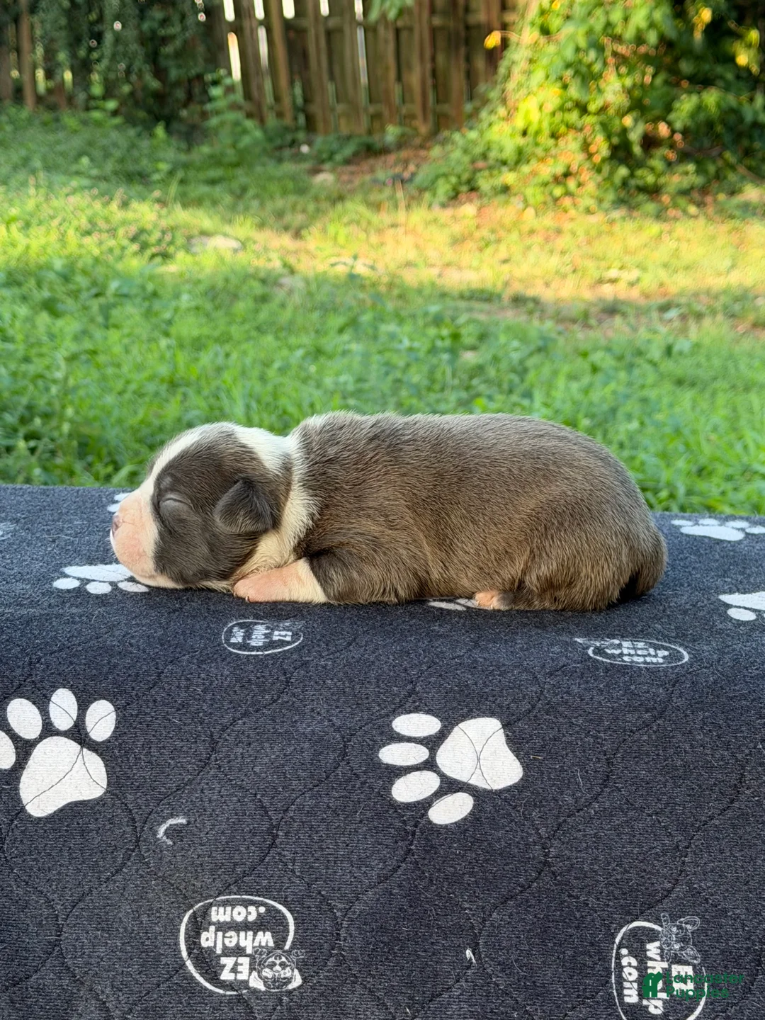 American Bully dogs for sale: XL American Bully 2 - Ad 2
