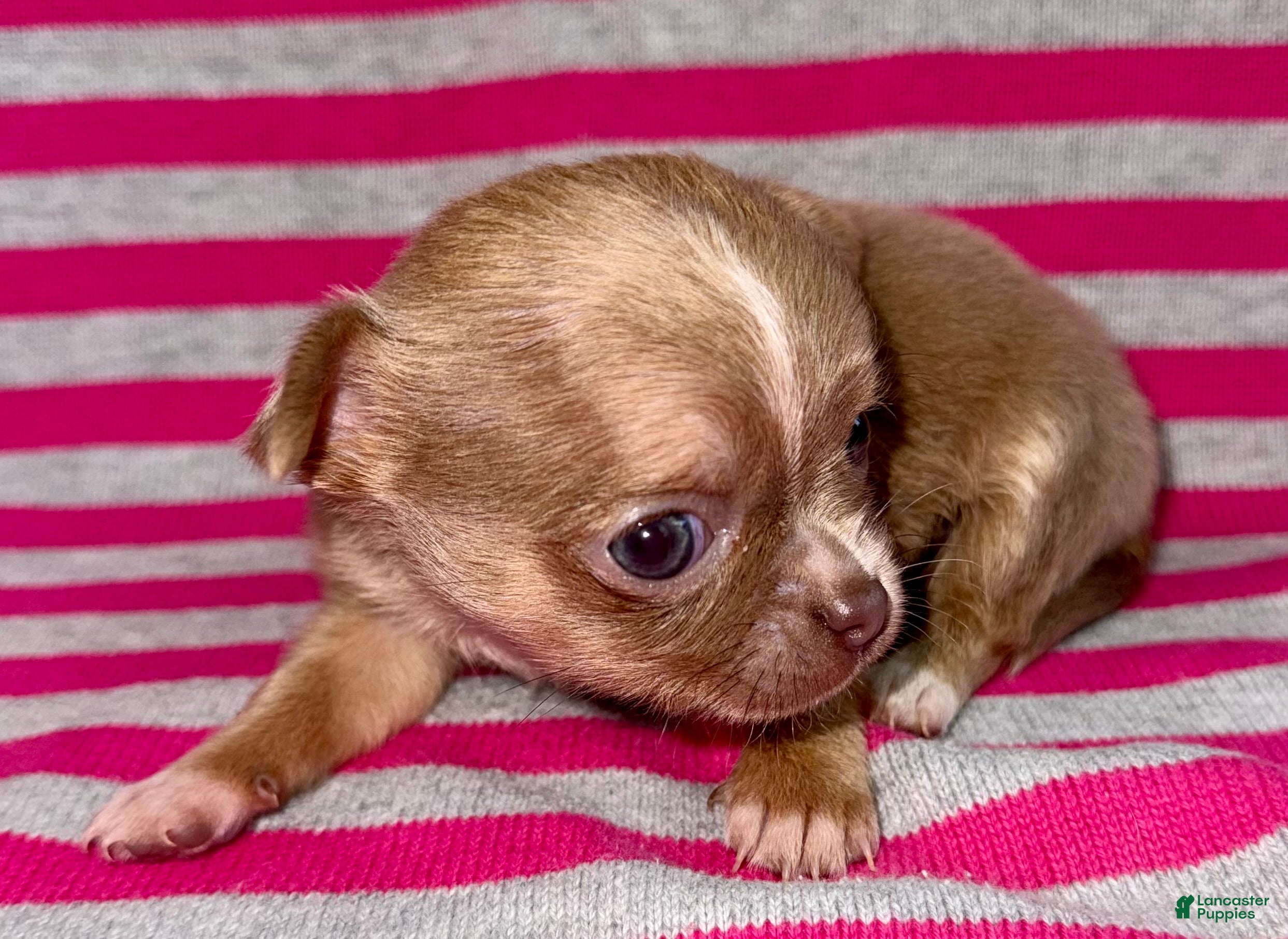 Chihuahua dogs Chihuahua Puppy 1 - Ad 2