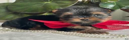 Biewer Terrier dogs for sale: Itty Bitty - Ad 8