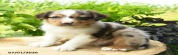Australian Shepherd dogs for sale: Pierce - Ad 2
