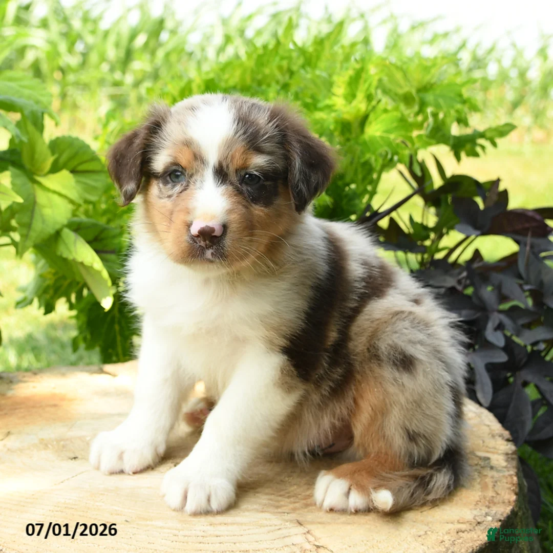 Australian Shepherd dogs for sale: Pierce - Ad 2