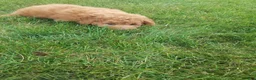 Mini Goldendoodle dogs for sale: Ginger - Ad 5
