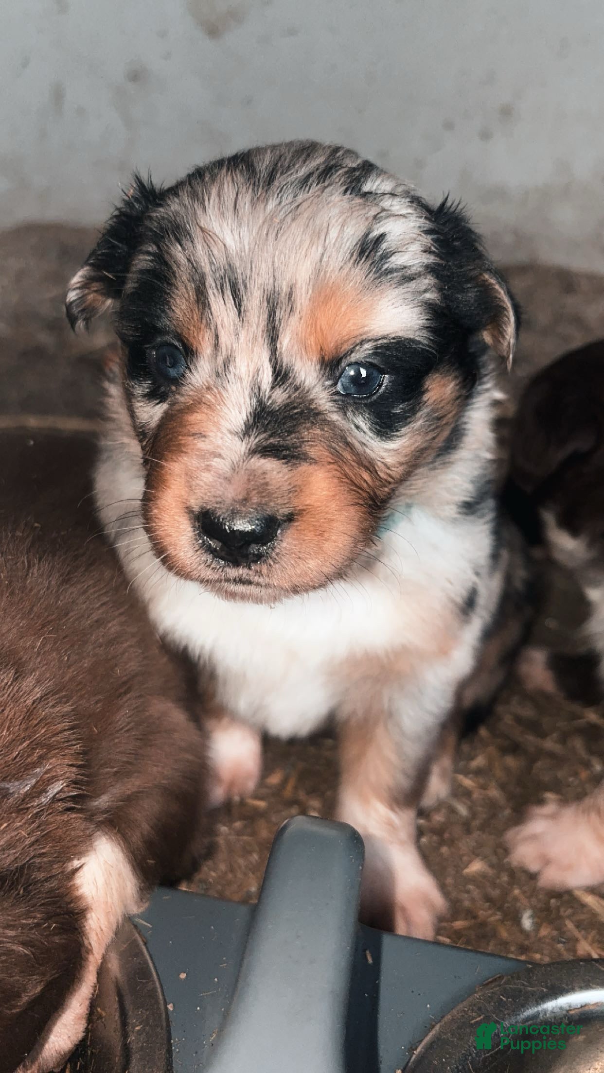 Australian Shepherd dogs Teton  - Ad 39