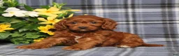 Cavapoo dogs for sale: BJ's Unicorn - Ad 3