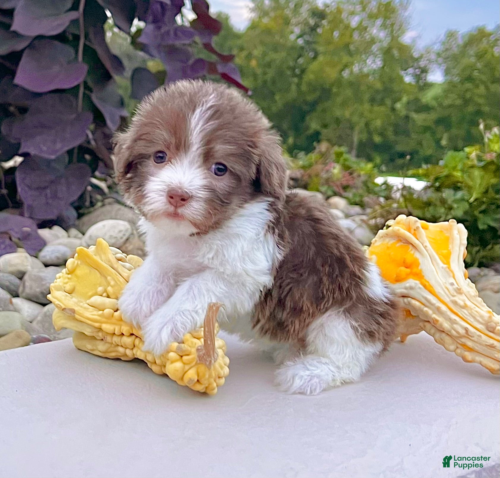 Havanese dogs Macey - Ad 2