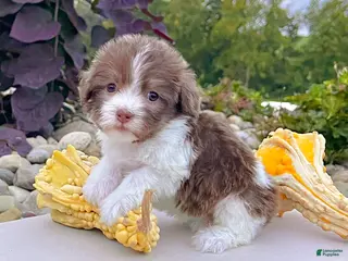 Havanese dogs Macey - Ad 2