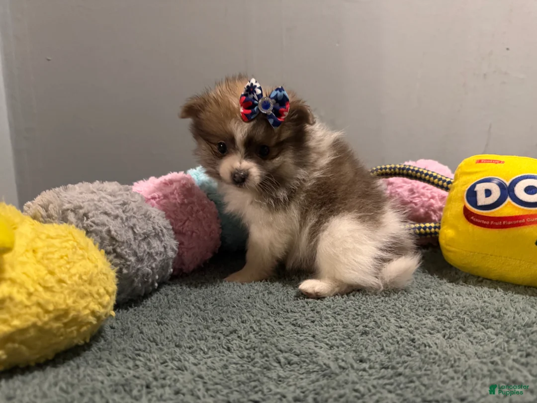 Pomeranian dogs for sale: Ava  - Ad 2