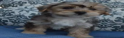 Yorkiepoo dogs for sale: Simba - Ad 5