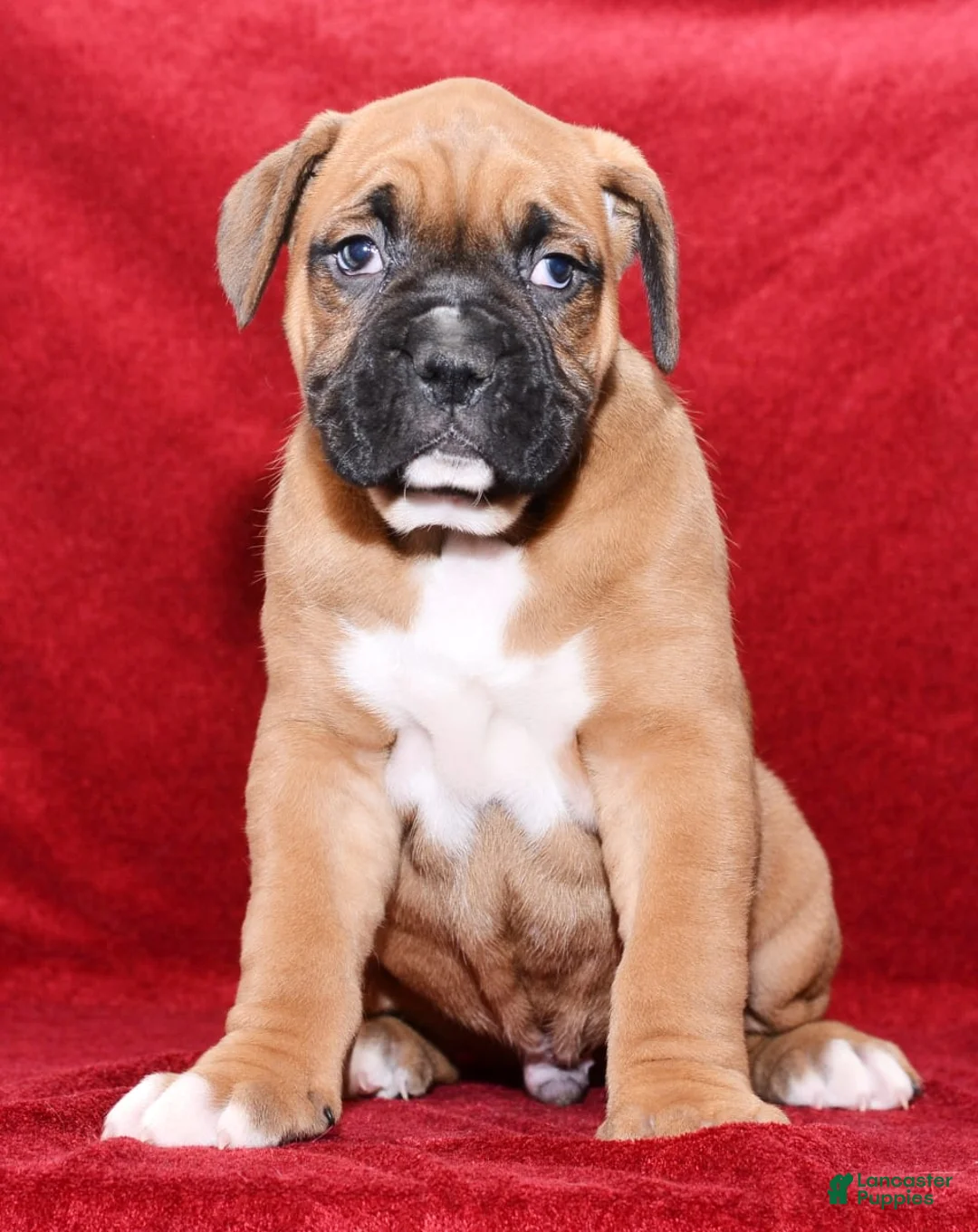 Gallery Image {{count}}