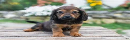 Miniature Dachshund dogs for sale: Gus - Ad 8