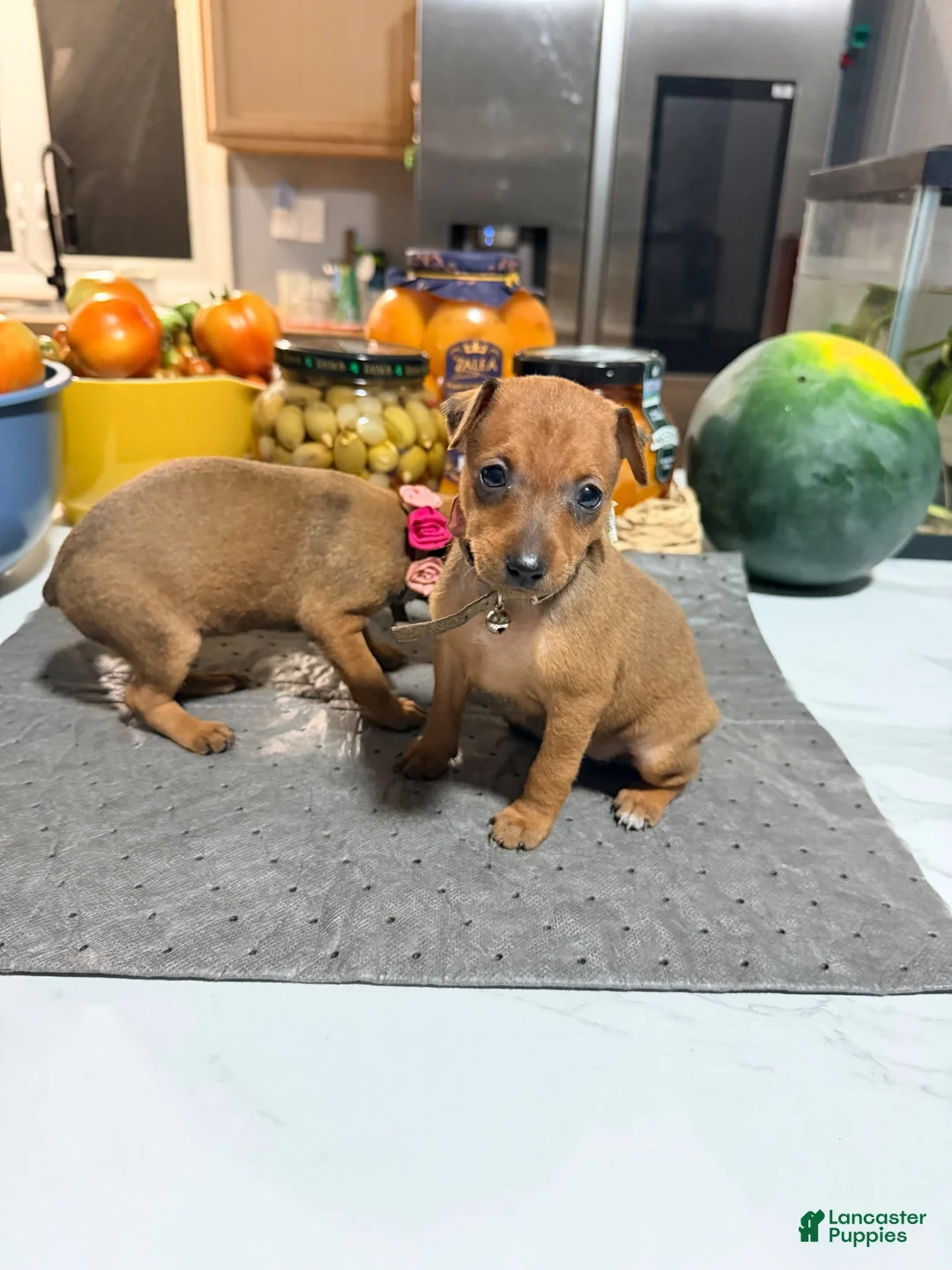 Miniature Pinscher dogs for sale: Miniature Pinscher 2 - Ad 2