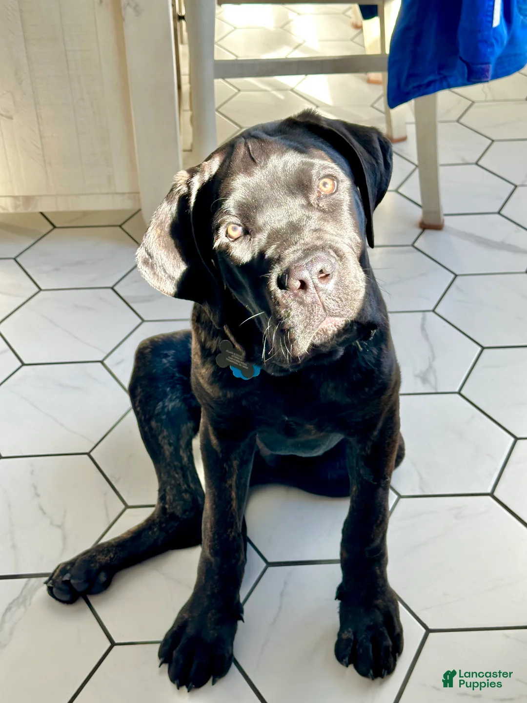 Cane Corso dogs for sale: Cane Corso Puppy 1 - Ad 2